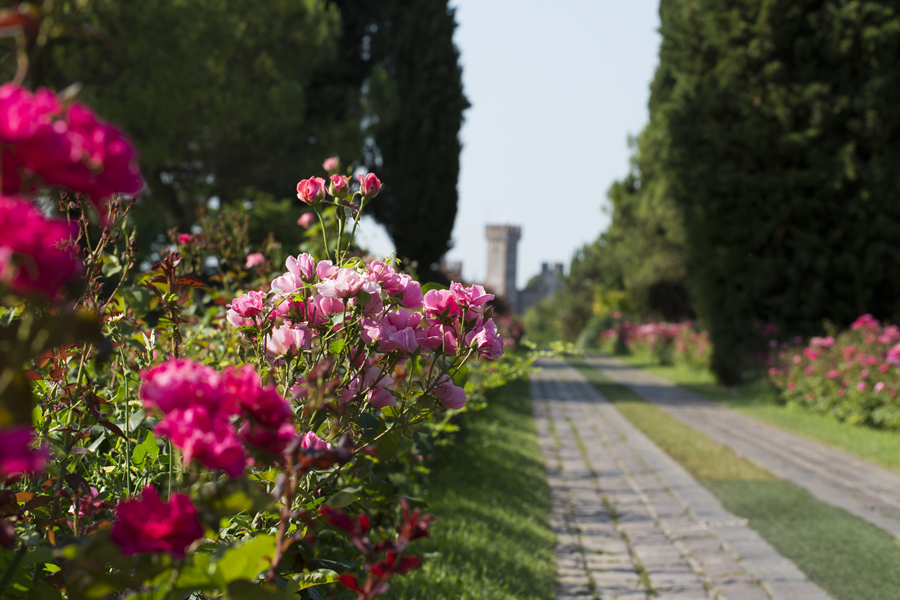 Andar per castelli_Castello Scaligero_parco_giardino_sigurta_viale_rose_ph_archivio_sigurta